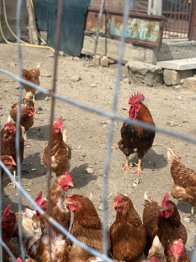 Farm stay Agriturismo Annibale *